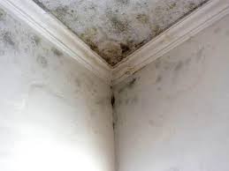 Mold Documentation for Insurance Claims in Ellisburg, NJ